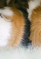Zwei langhaarige Meerschweinchen mit weißem und braunem Fell sitzen im Gras. Eines blickt seitlich in die Kamera.